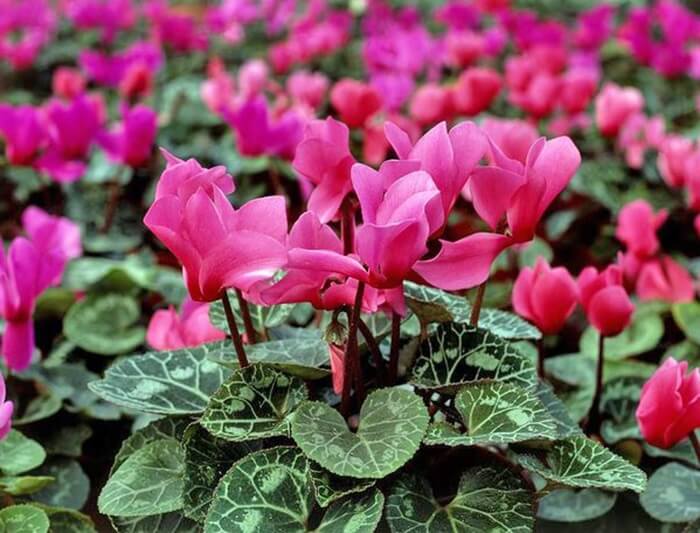 Hoa Anh Thảo