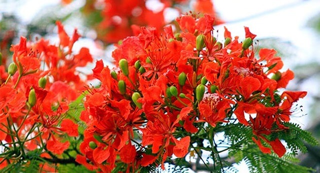 Hoa Phượng Vỹ