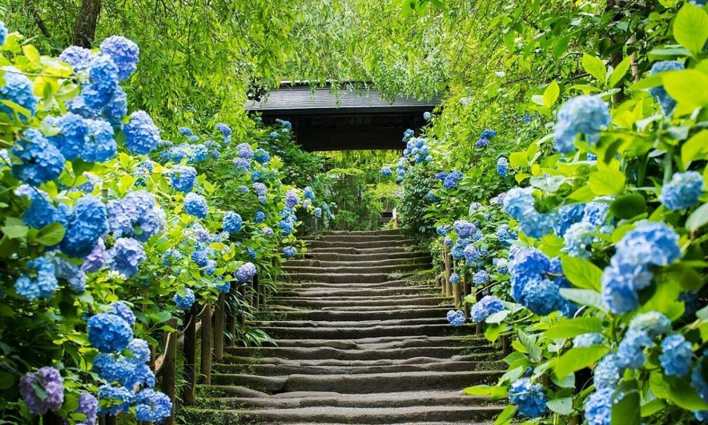 ý nghĩa về hoa cẩm tú cầu