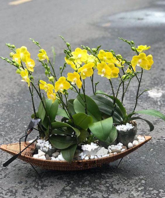 Hoa Lan Hồ Điệp